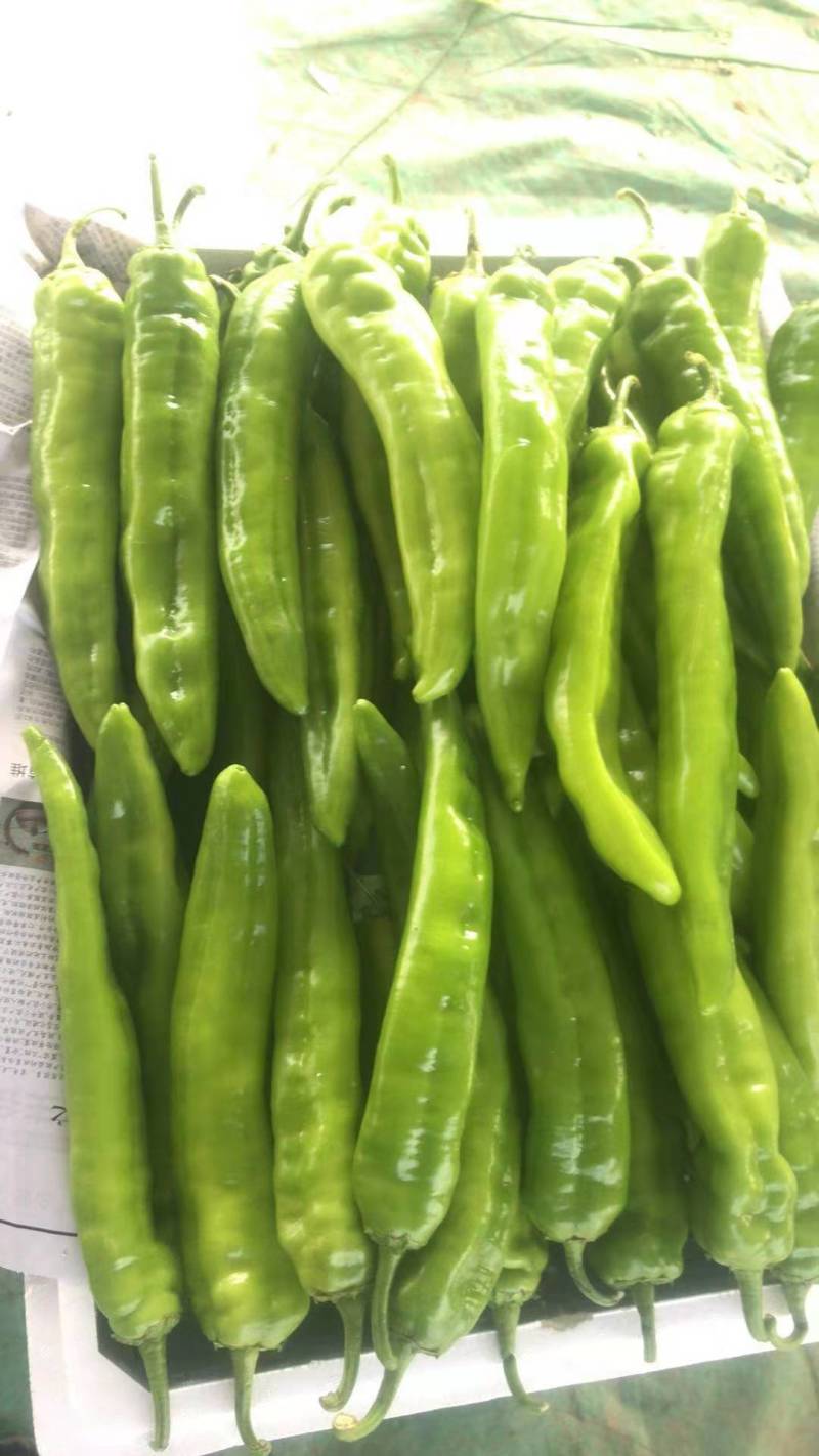 【辣椒】辽宁精品鲜辣椒尖椒产地直供保质保量欢迎选购