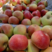美八苹果山东苹果大量供应产地直发一手货源欢迎考察