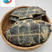 龟甲旱龟板选装产地湖北省1000克1袋保建药业