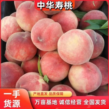 中华寿桃山东毛桃大量上市售后保障产地直发欢迎考察