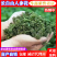 长白山人参花自产自销产地直供常年供货诚招代理商