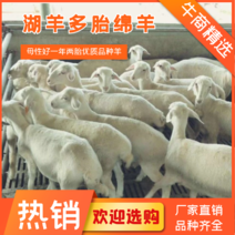 湖羊多胎绵羊圈养羊母性好一年两胎优良品种羊