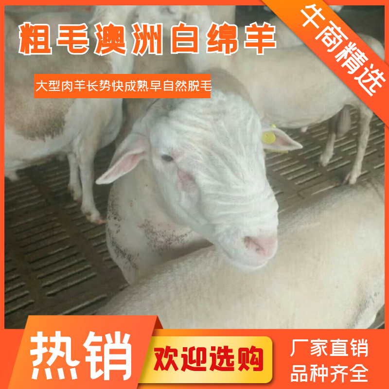 澳洲白绵羊粗毛型大型肉羊品种生长快成熟早自动脱毛