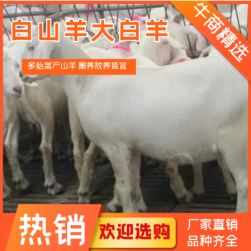 美国白山羊大白羊多胎高产山羊品种圈养放养都可以一胎3-5