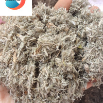 茵陈统货产地河南保建中药重在品质