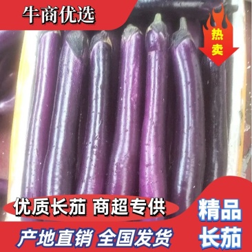 紫长茄长茄子广茄紫长茄精品货源货源足产地直销
