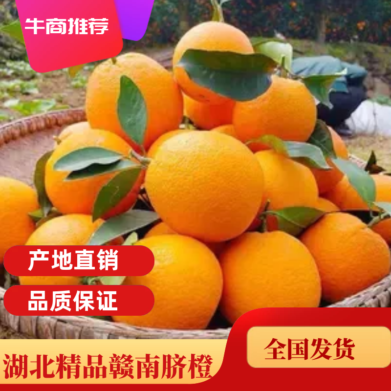 橙子纽荷尔赣南脐橙现订现发一手货源全国代发