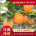 湖北橙子脐橙纽荷尔橙子九月红长虹支持一件代发