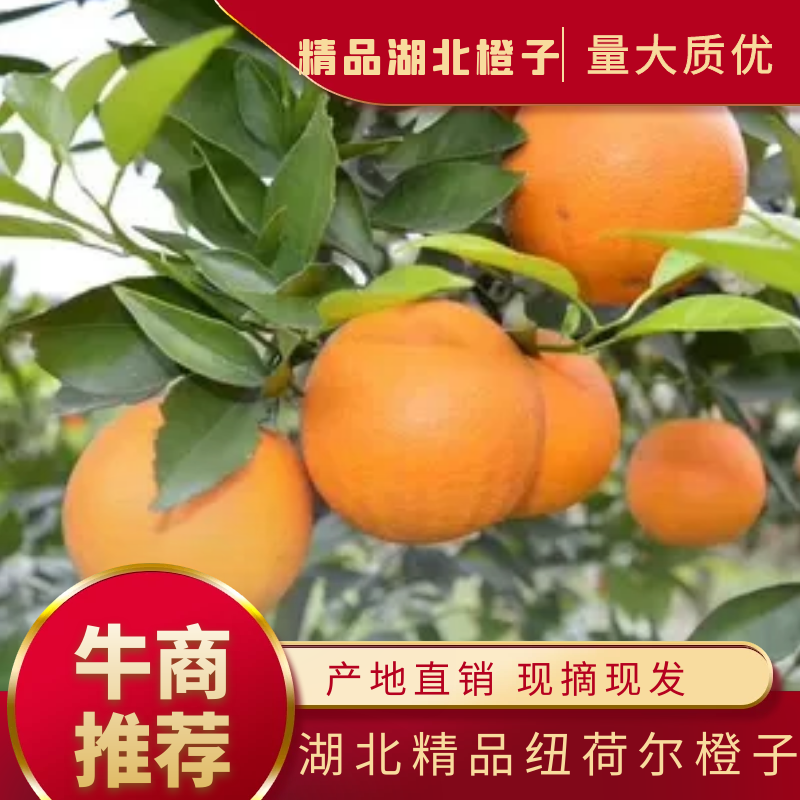 湖北橙子脐橙纽荷尔橙子九月红长虹支持一件代发