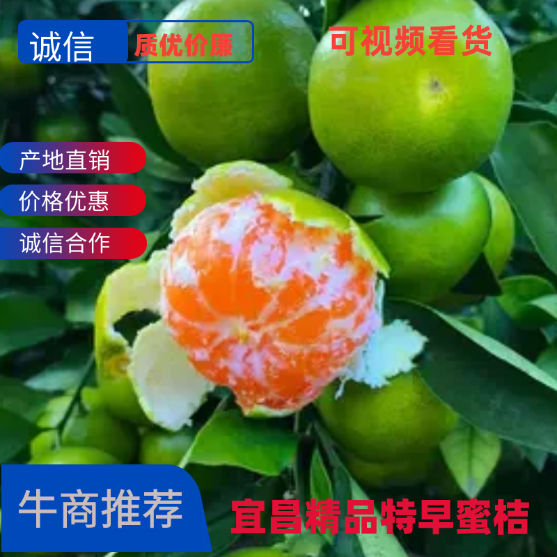 柑桔蜜橘湖北宜昌特早蜜桔果园看货订货诚信经营
