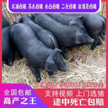【推荐】原种母猪品种齐全疫苗齐全包成活厂地直销