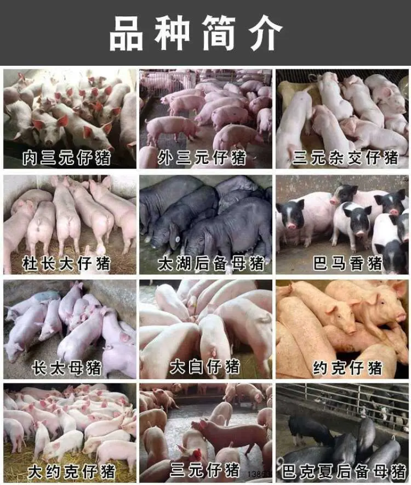 【推荐】原种母猪品种齐全疫苗齐全包成活厂地直销