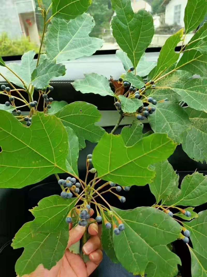 檫木苗檫木小苗檫木种子檫木12公分檫木15公分