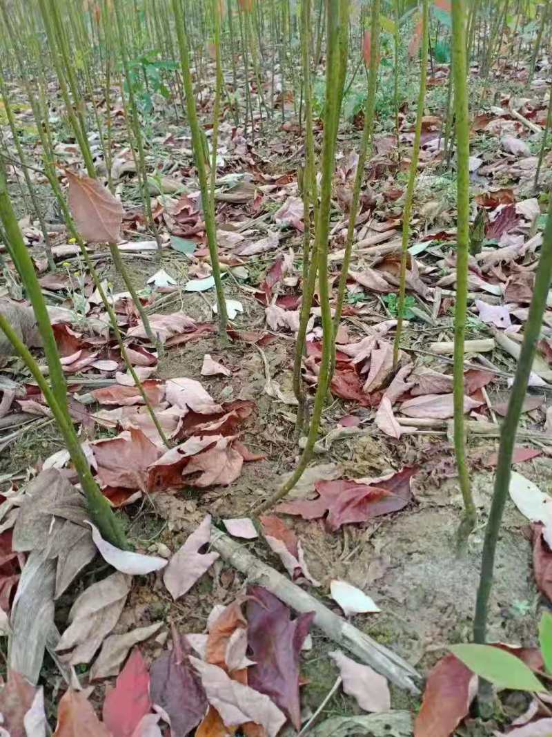 檫木苗檫木小苗檫木种子檫木12公分檫木15公分