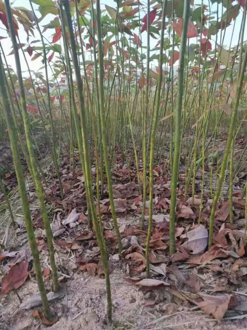 檫木苗檫木小苗檫木种子檫木12公分檫木15公分