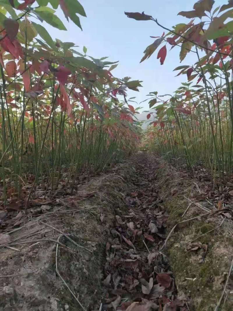 檫木苗檫木小苗檫木种子檫木12公分檫木15公分