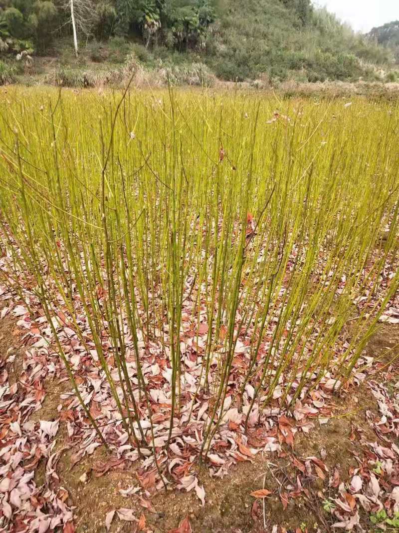 檫木苗檫木小苗檫木种子檫木12公分檫木15公分