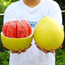 平和琯溪柚子蜜柚红心柚一手货源产地直发全国供应