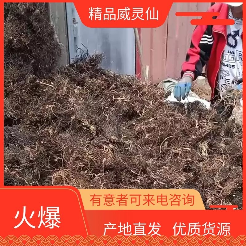 威灵仙，黑龙江省牡丹江野生威灵仙水洗货，滚筒洗的无渣质