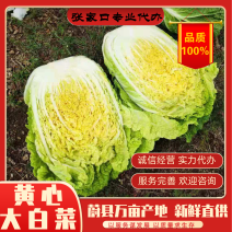 【大白菜】河北黄心白菜一手货源大量上市全国发货