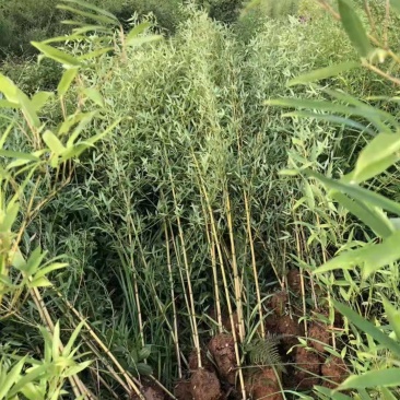 水竹、青皮竹、毛竹、罗汉竹、刚竹、紫竹、实心竹