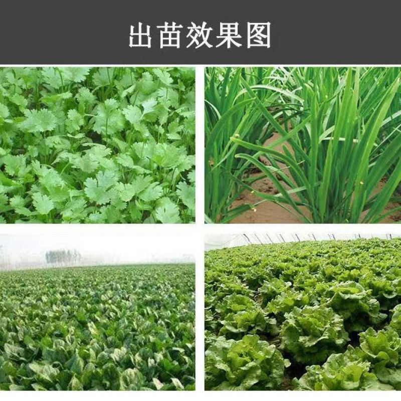 汽油香菜芹菜播种机油菜白菜精播机行距株距可调种菜机