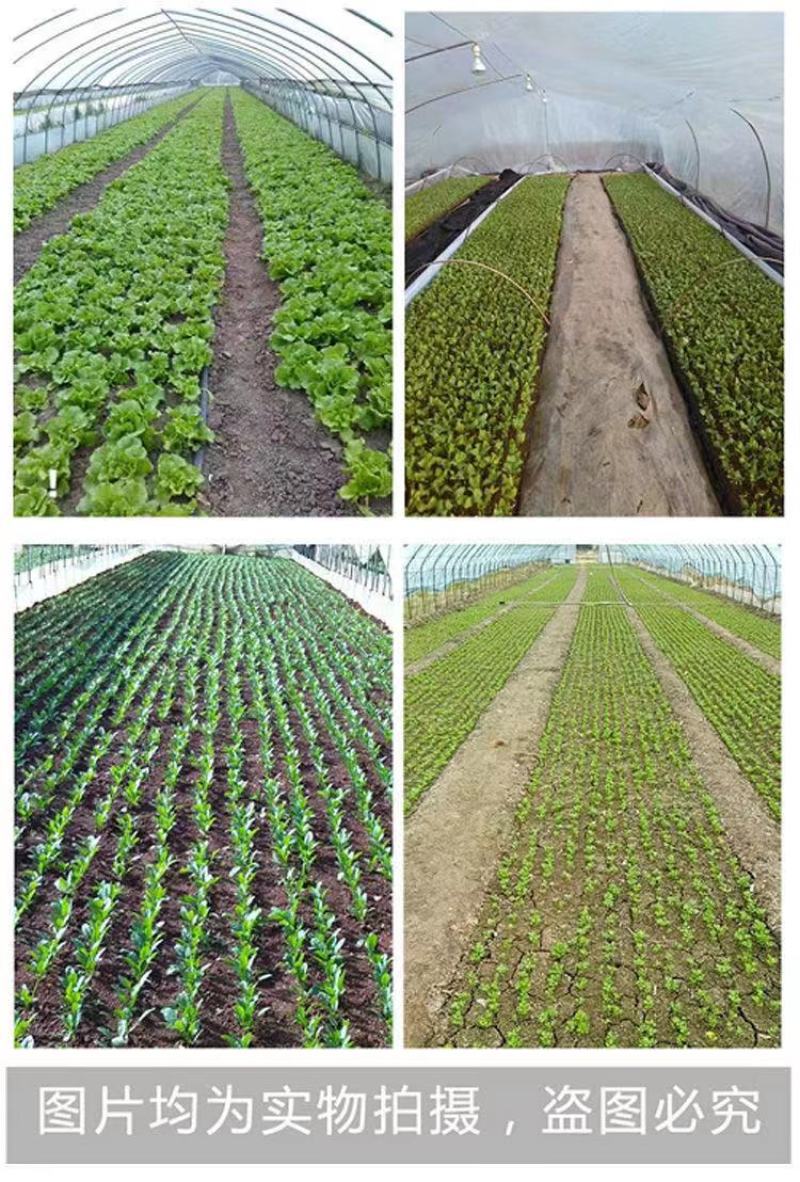 汽油香菜芹菜播种机油菜白菜精播机行距株距可调种菜机