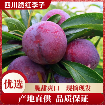 古蔺县高山脆红李，鲜果出售自家农场，欢迎采购