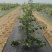 单张PE防草布除草布盖草布一亩地多少钱啊
