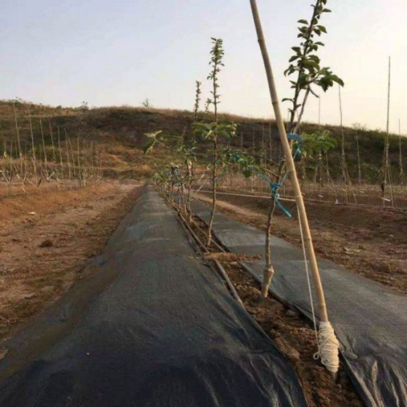 单张1.2米宽防草布防草膜PE防草布价格