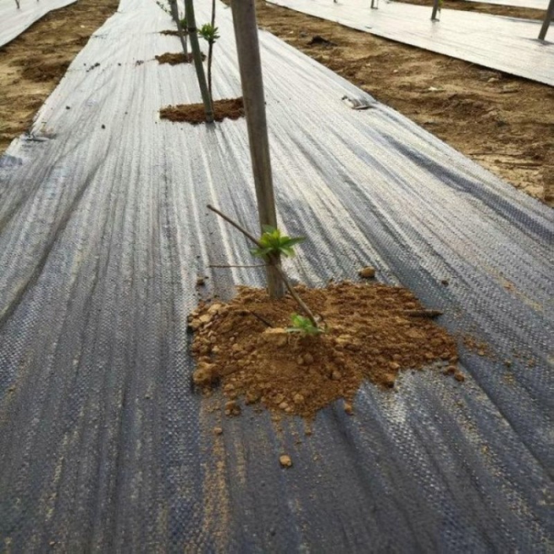 PE防草布除草布果园果树遮草盖草布防草布防草布农用园艺