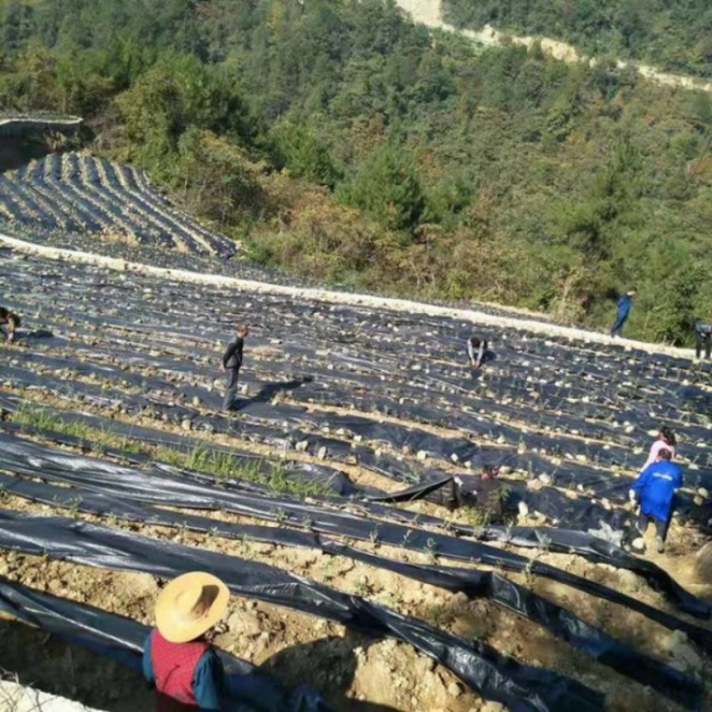 PE防草布除草布90克火龙果药材防草果园遮草盖草布农用