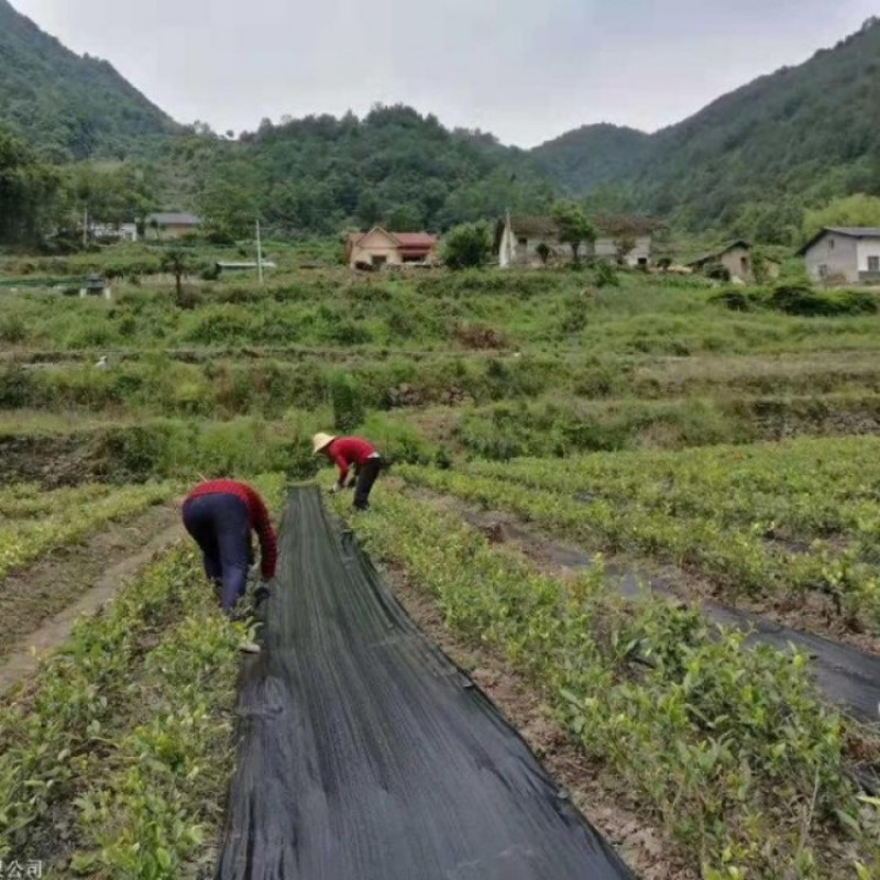 PE防草布除草布90克火龙果药材防草果园遮草盖草布农用