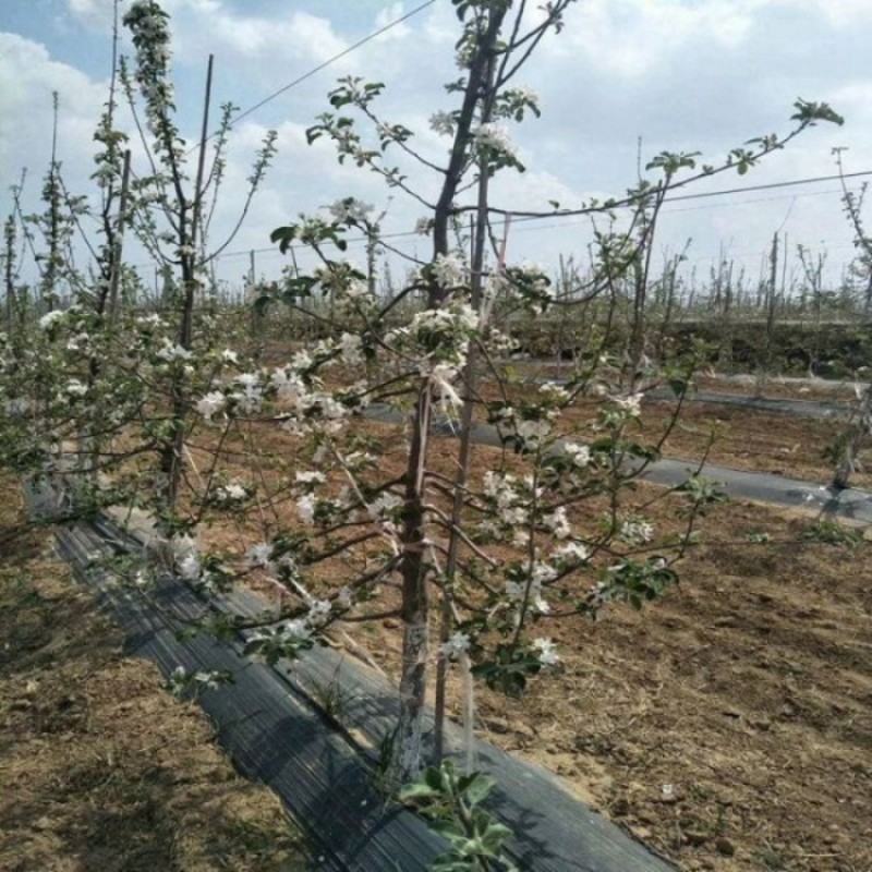 厂家批发PE防草布送16厘米地钉，买的多送的多