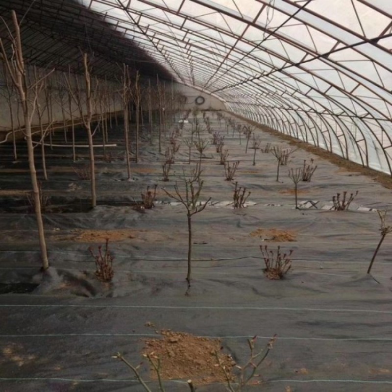 厂家批发PE防草布送16厘米地钉，买的多送的多