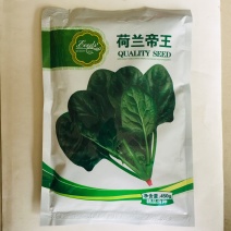 菠菜种子荷兰速生菠菜种子抗病耐寒生长快高产商品性好适应广