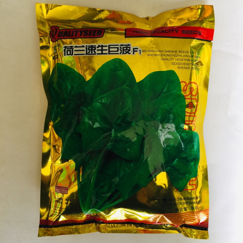 菠菜种子荷兰速生菠菜种子抗病耐寒生长快高产商品性好适应广