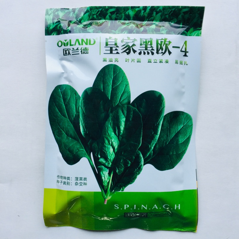 菠菜种子荷兰速生菠菜种子抗病耐寒生长快高产商品性好适应广