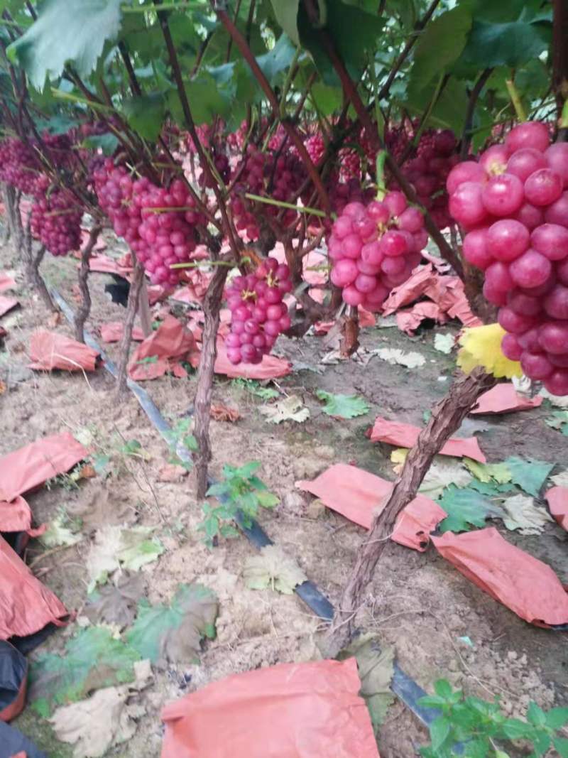 《巨峰葡萄》河南产地大量新鲜上市，果好价优，欢迎致电合作