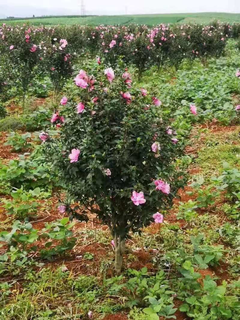 木槿无穷花丛生木槿单杆木槿3公分木槿木槿8公分