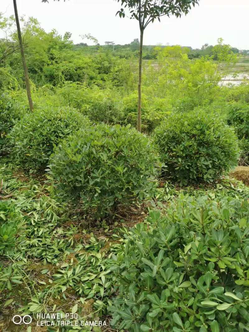 海桐杯苗海桐球80公分海桐球150公分海桐球250公