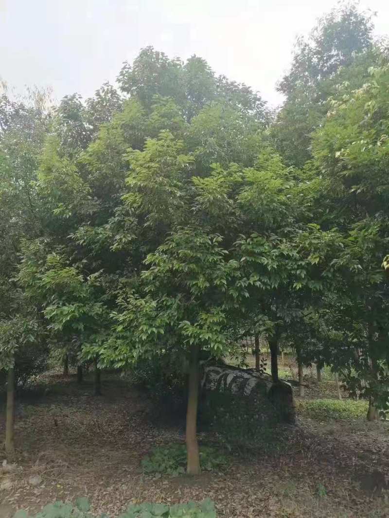 天竹桂大叶天竺桂山肉桂天竺桂10公分天竺桂20公分