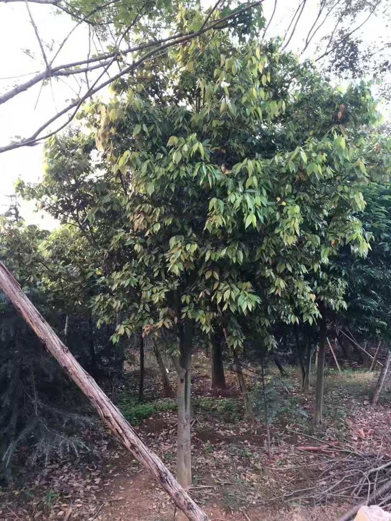 天竹桂大叶天竺桂山肉桂天竺桂10公分天竺桂20公分