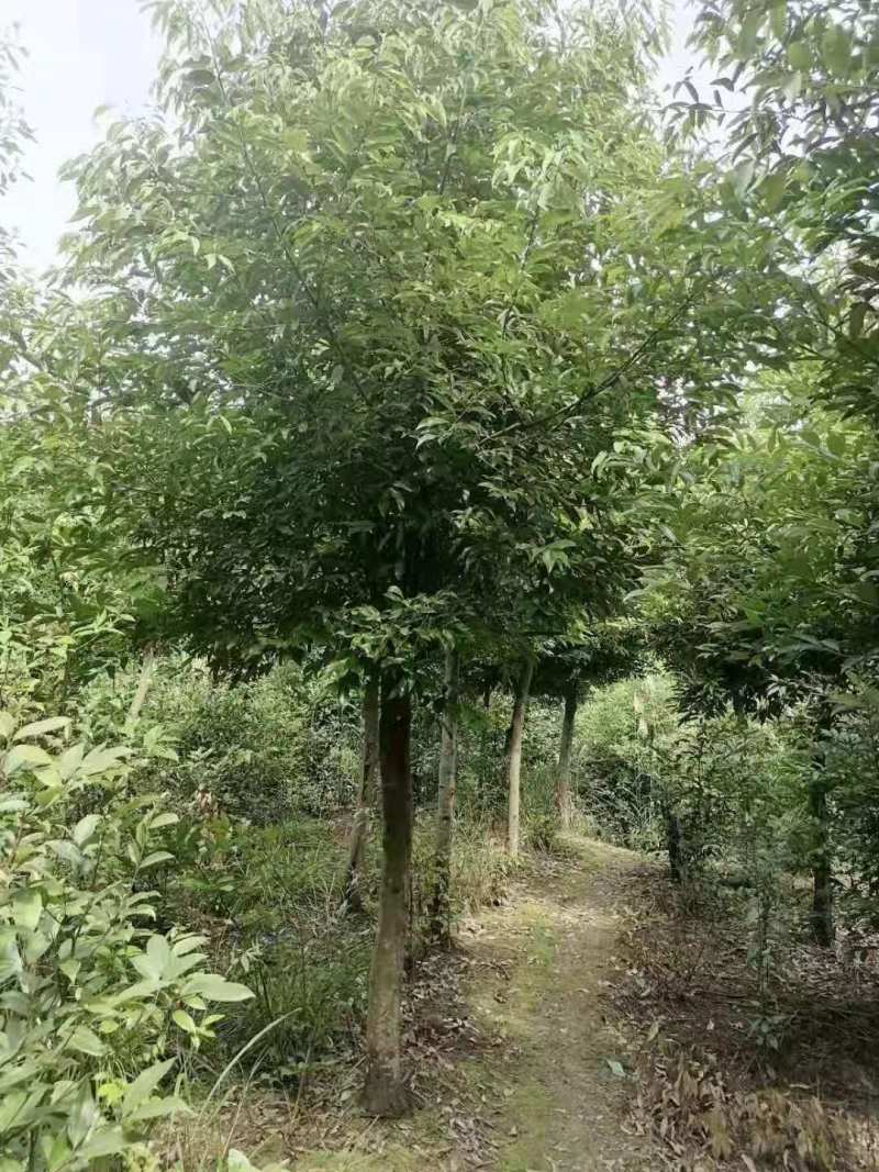 天竹桂大叶天竺桂山肉桂天竺桂10公分天竺桂20公分