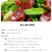 广式腊肠广味香肠四川麻辣腊肠批发定制供电商经销商地摊餐饮