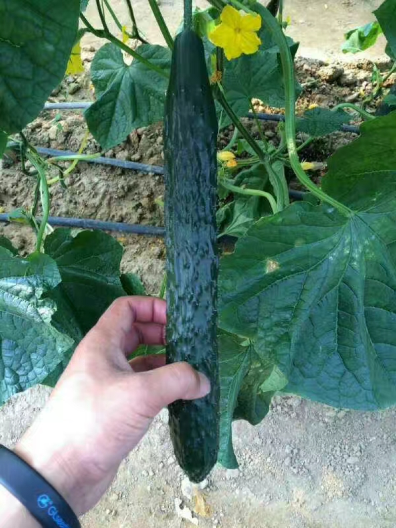 密刺黄瓜山东黄瓜大量供应产地直发一手货源可视频看货
