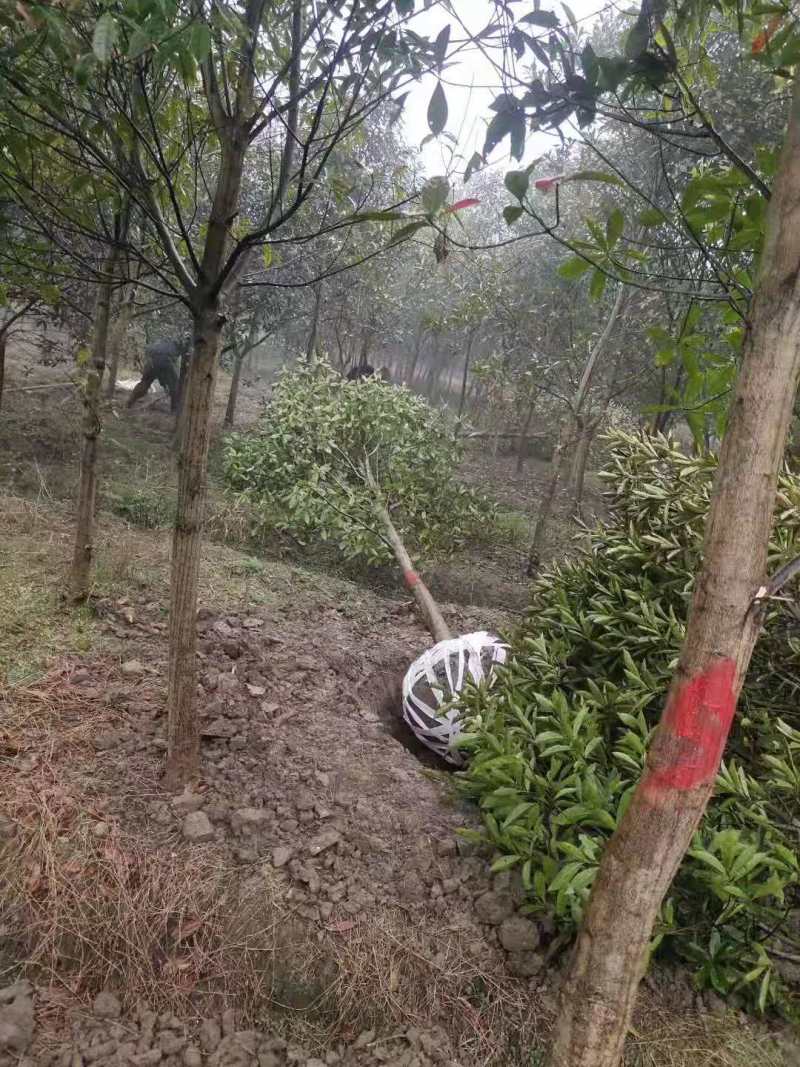 杜英3公分杜英6公分杜英11公分多少钱一棵