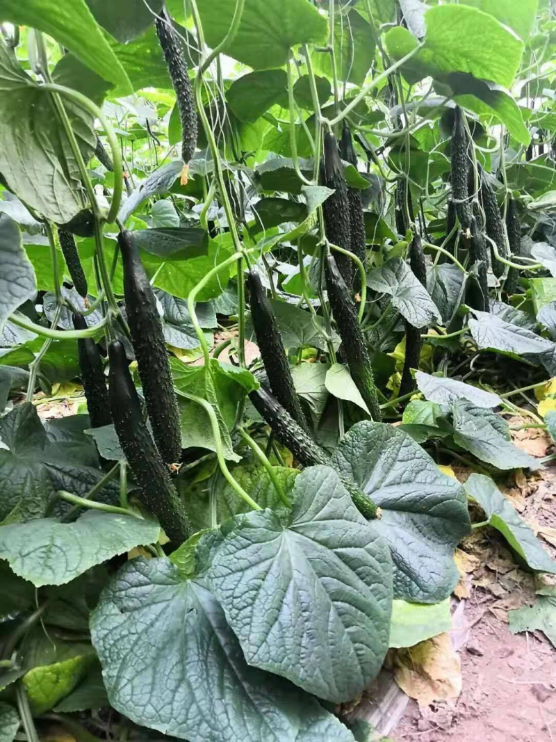 密刺黄瓜山东黄瓜大量供应产地直发一手货源可视频看货