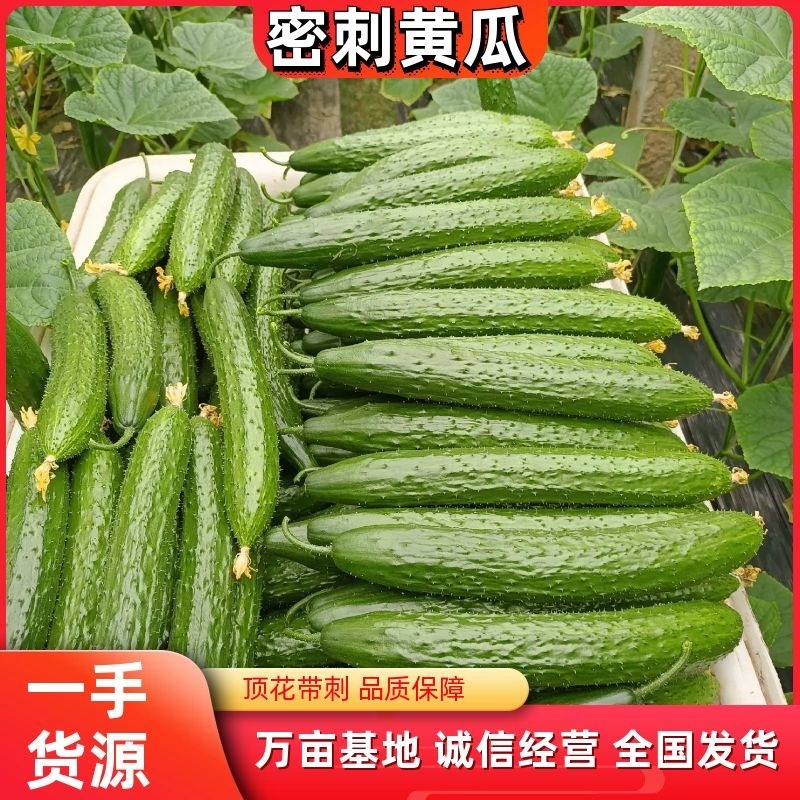 密刺黄瓜山东黄瓜大量供应产地直发一手货源可视频看货