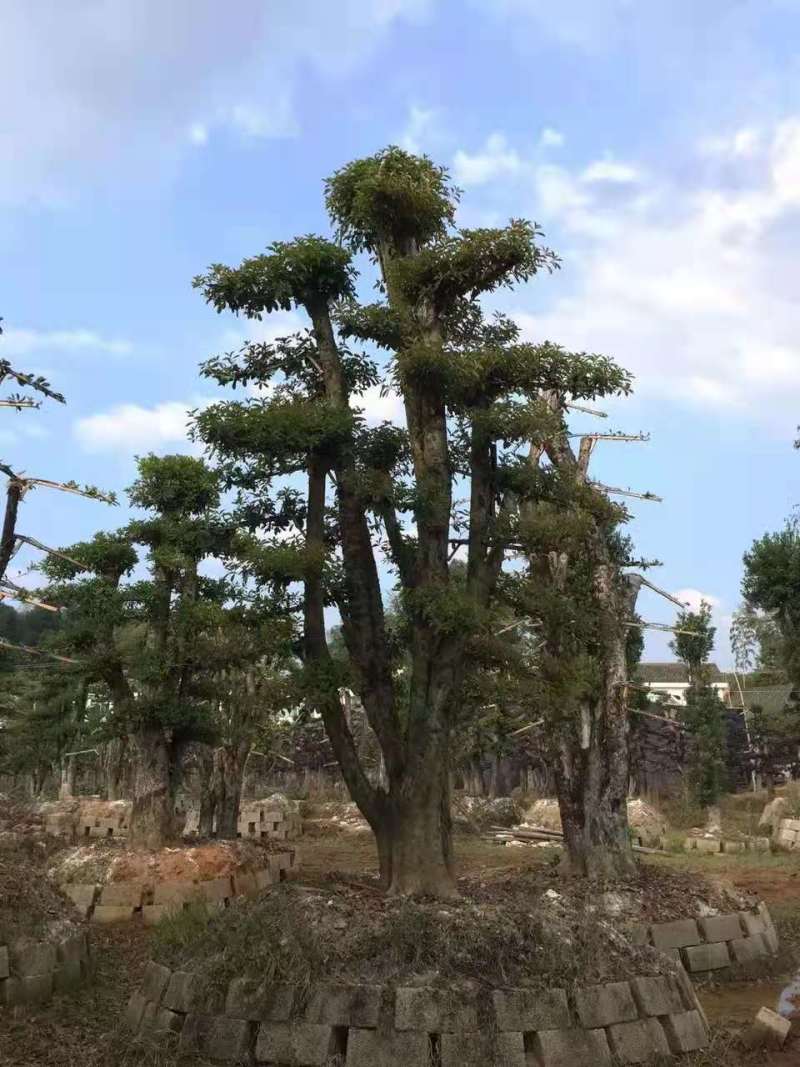 造型椤木石楠10公分椤木石楠价格，20公分椤木石楠多少钱